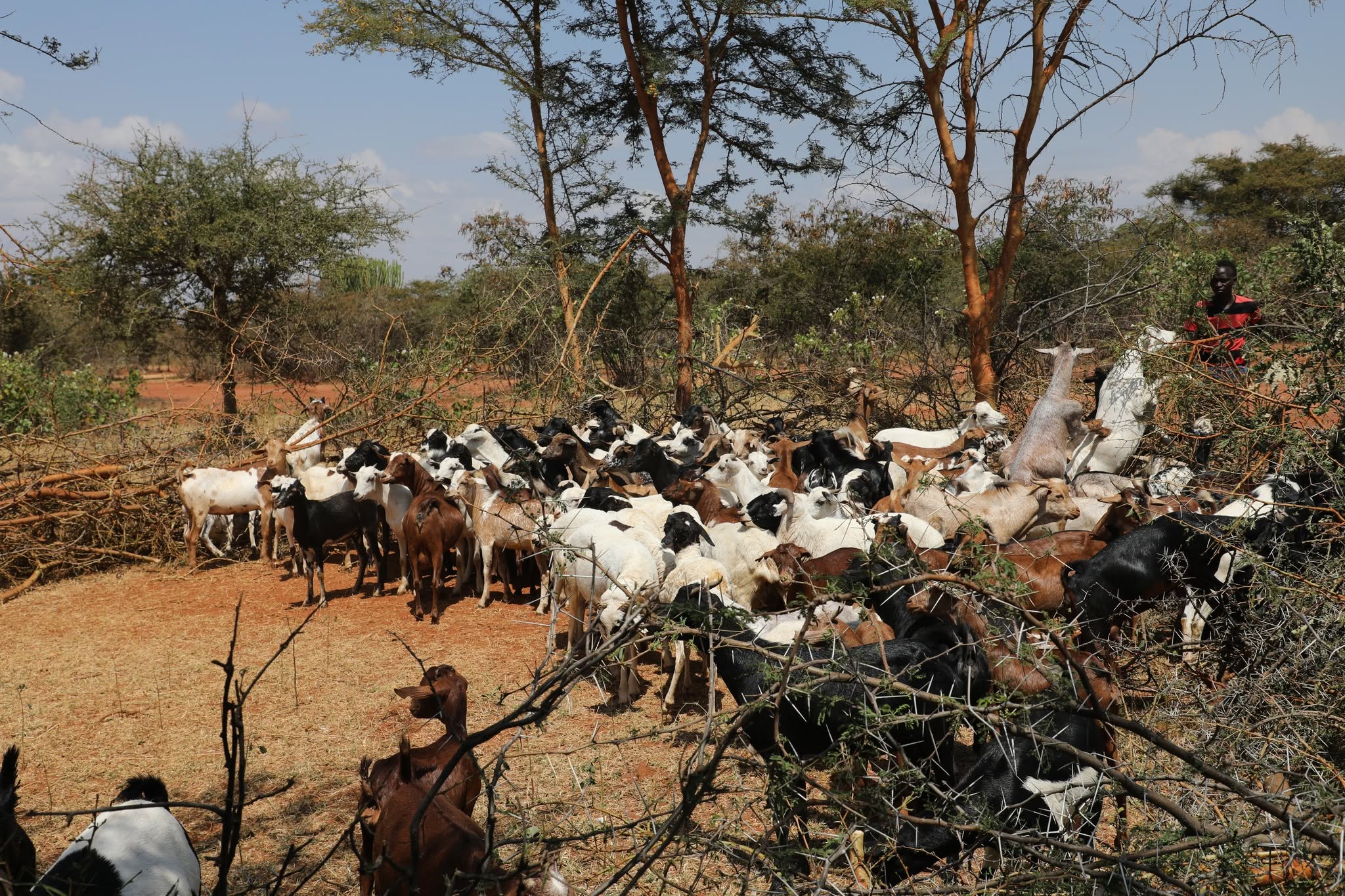 Karamoja Cluster Launches Synchronised Cross-Border Livestock Vaccination